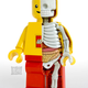 Illustration for article titled Even the Guts and Skeleton of a LEGO Figure Looks Cute